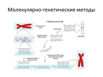 Молекулярно генетическое исследование мутаций в гене