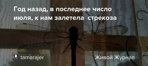 Стрекоза залетела в дом