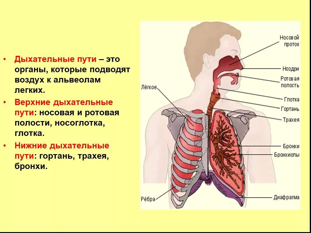 Из трахеи воздух попадает в. Органы дыхательной системы Верхние и нижние. Верхние и нижние дыхательные пути анатомия. Верхние органы дыхания человека. Органы дыхания Верхние и нижние дыхательные пути.