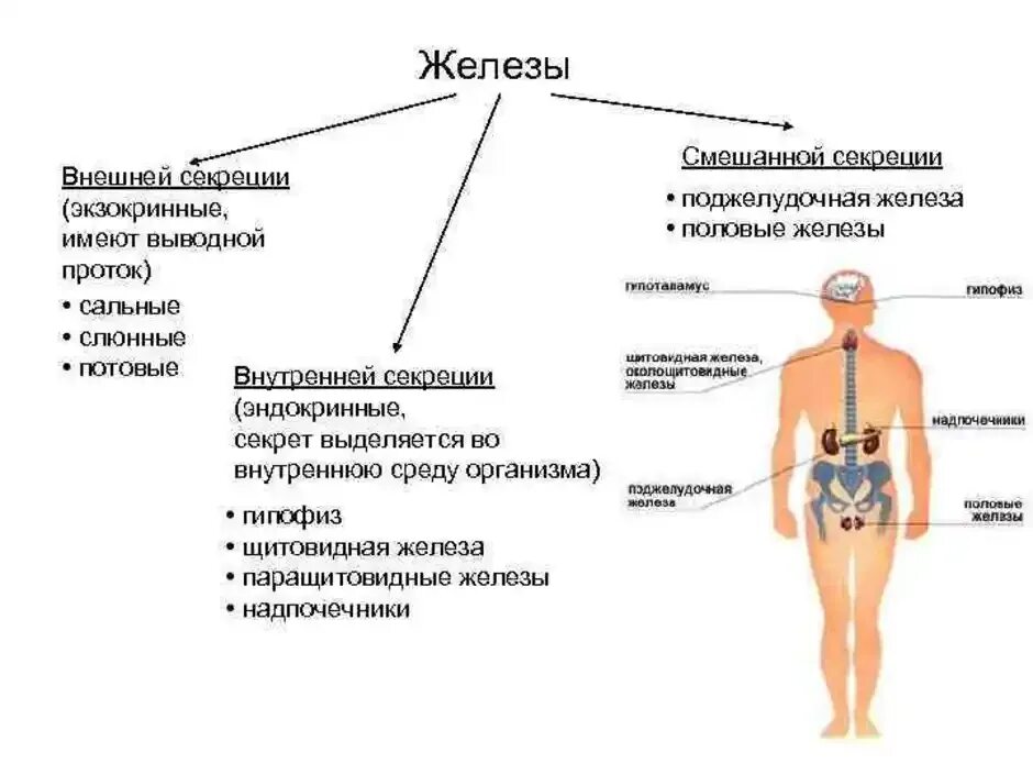 Как отличить железы