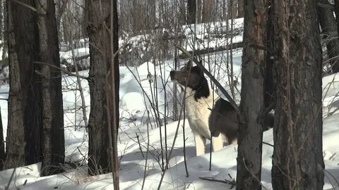 Видео охота куниц с лайкой