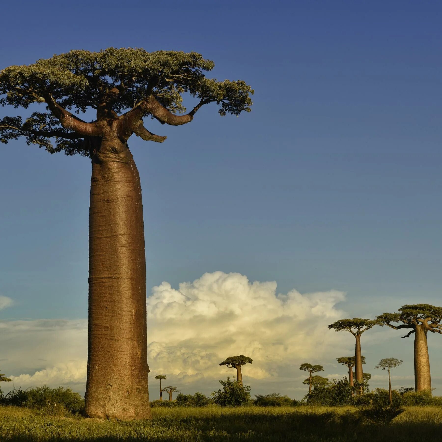 Баобаб (Адансония пальчатая. Адансония пальчатая (баобаб пальчатый). Дерево баобаб дерево баобаб. Дерево в Африке баобаб.