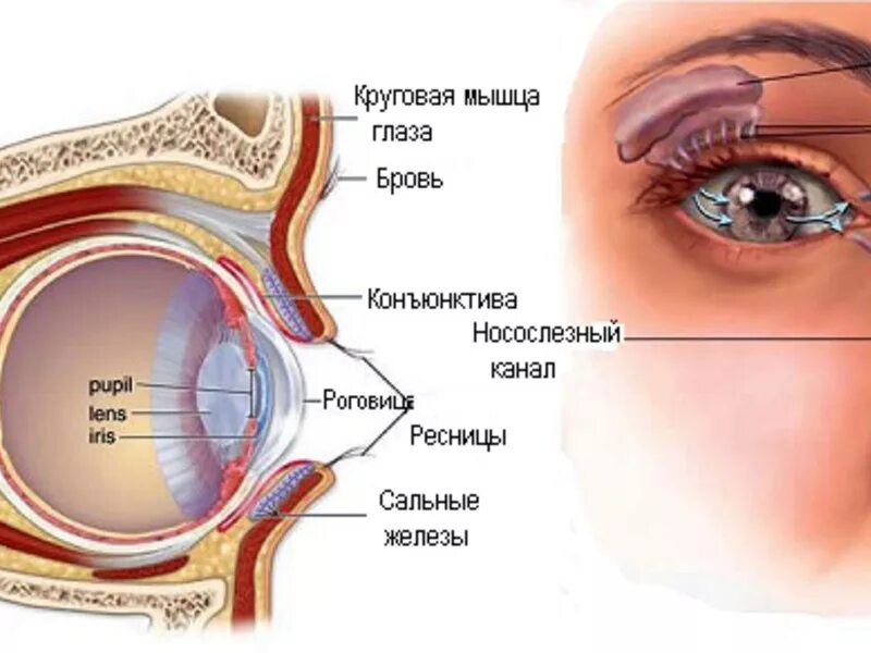 Опухла снизу глаза. Верхний конъюнктивальный мешок анатомия. Конъюнктивальный мешочек глаза. Анатомия глаза слезный мешок. Строение конъюнктивы глаза анатомия.