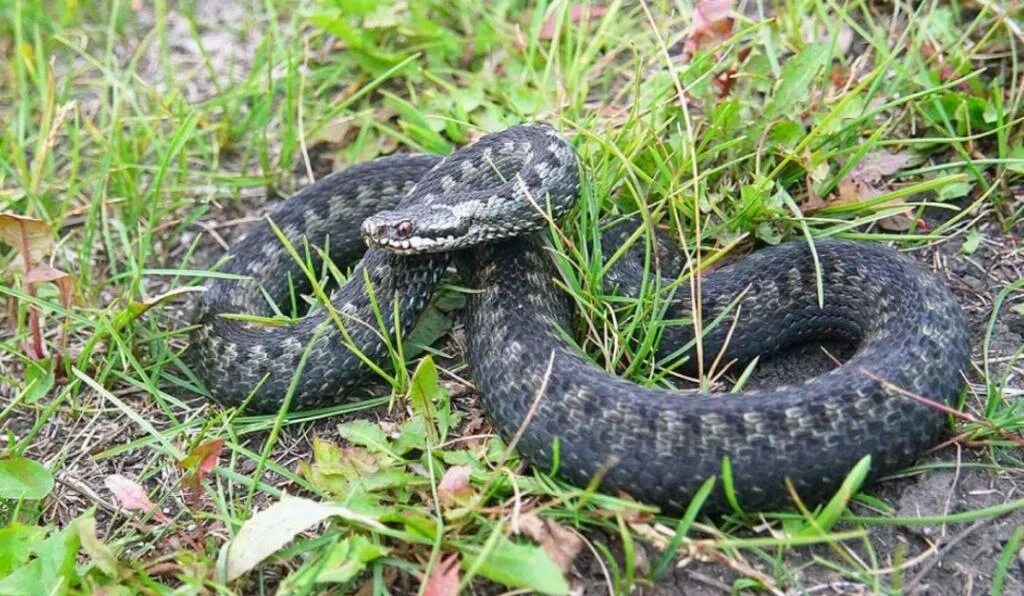 Змеи средней полосы. Обыкновенная гадюка (Vipera berus). Обыкновенная гадюка - Vipera berus (Linnaeus, 1758). Обыкновенная гадюка (Vipera berus l.). Гадюка Уральская обыкновенная.