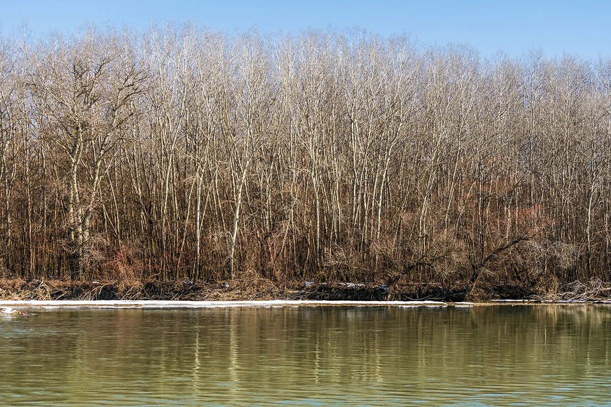 Кубанские зимы. Река Кубань зимой. Зима на Кубани. Природа Кубани зимой. Река Кубань Кропоткин.