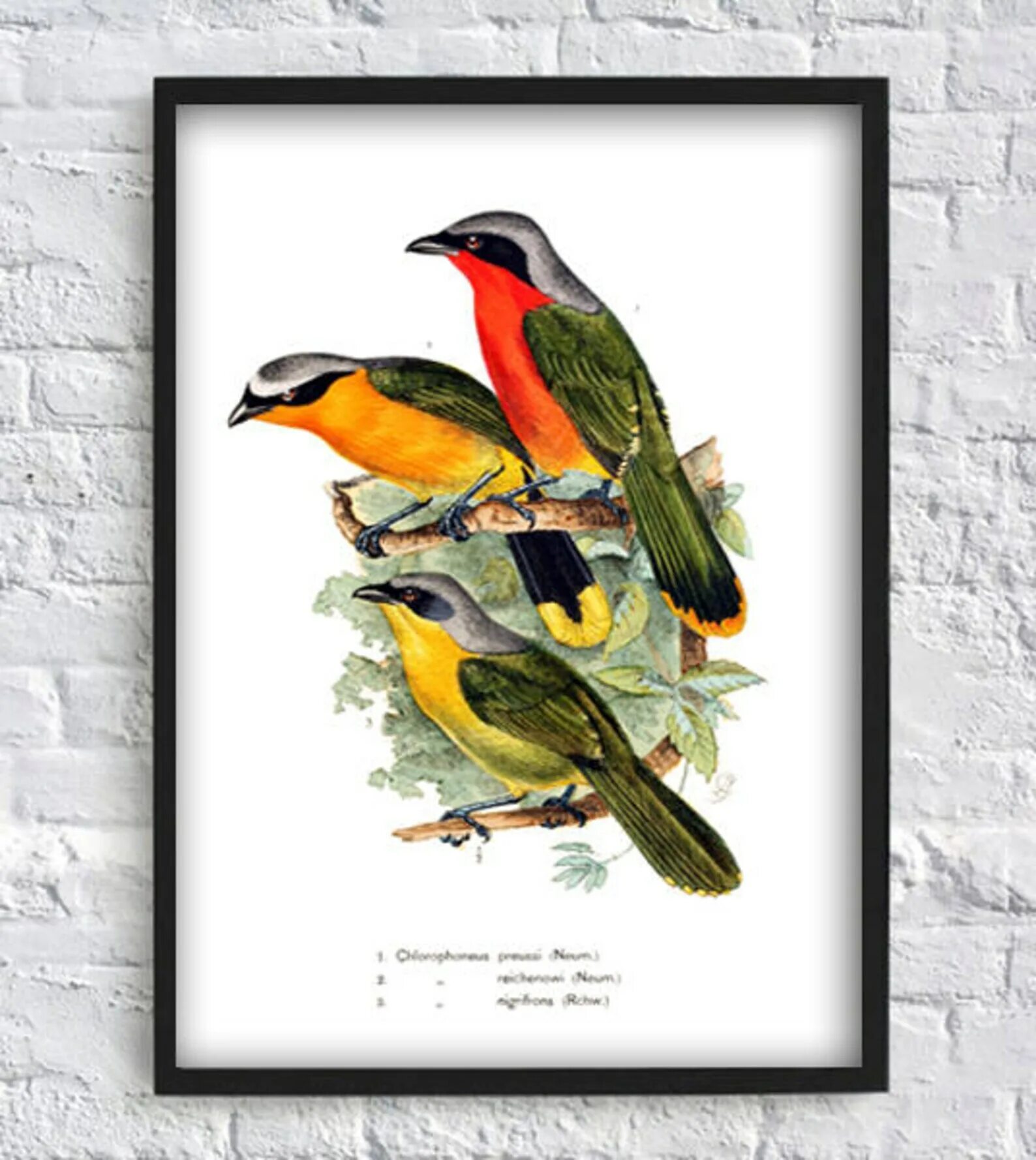 Постер с птицами виды. Постеры птицы Графика.