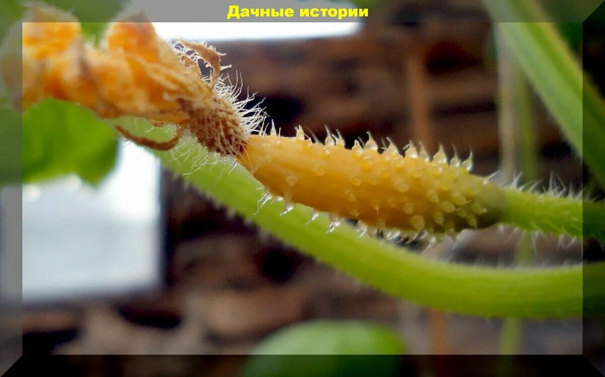 Сохнут завязи огурцов в открытом грунте почему. Завязь для огурцов. загнивание завязей кабачка. загнивают кончики кабачков. с днем гнилого огурца.