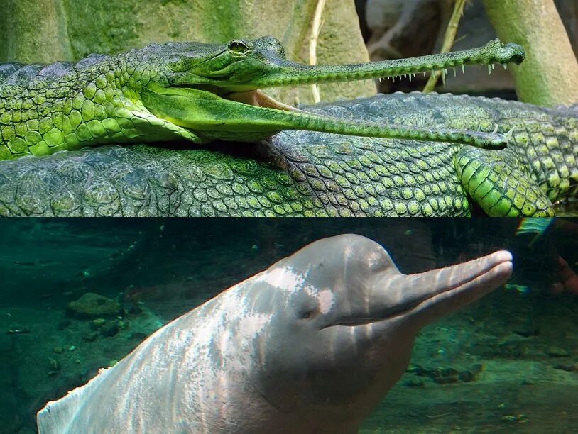 Аллигатор в воде. Крокодил аллигатор кайман. Большой кит. Жемчужина крокодил в кубе. Гребнистый крокодил в океане.