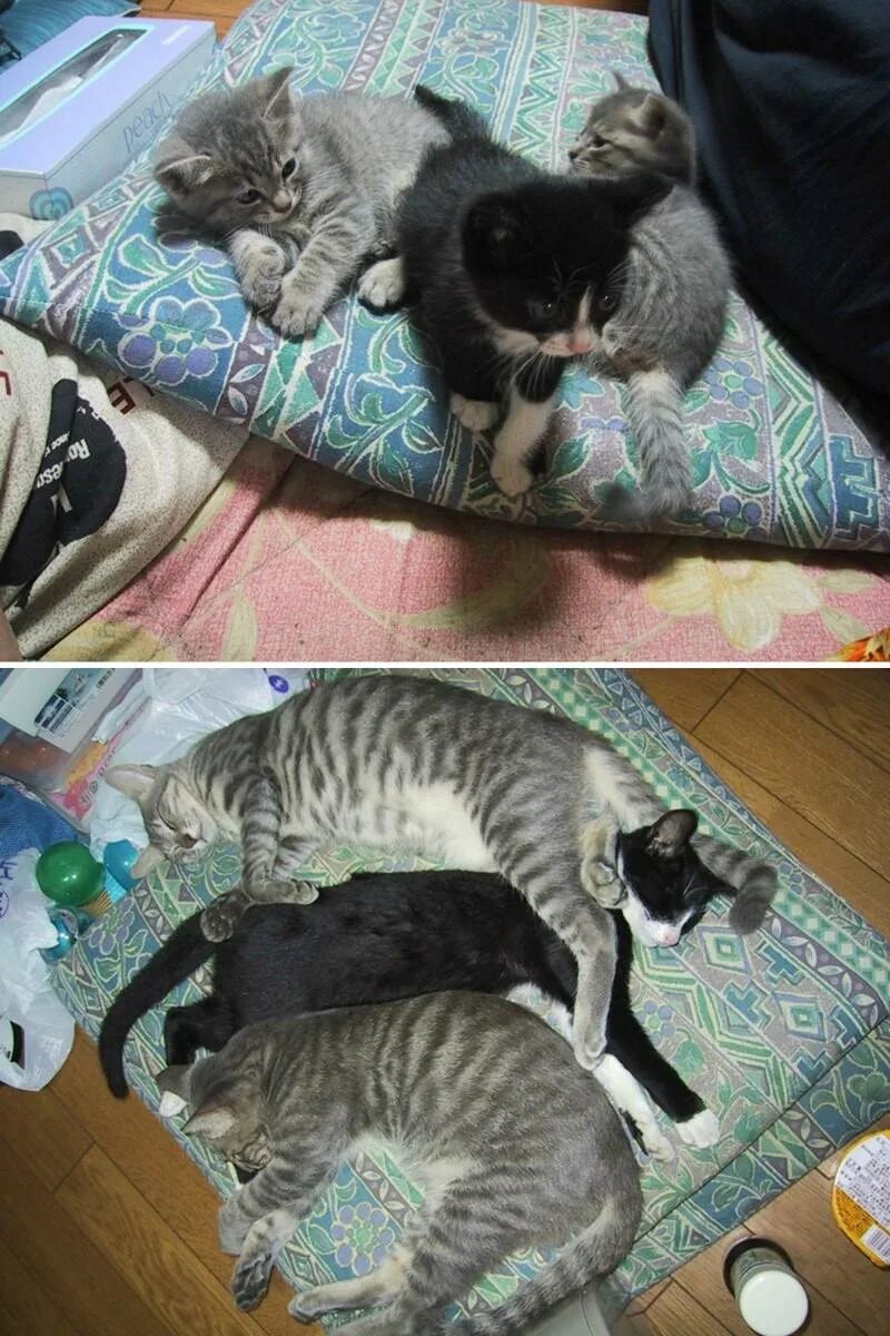 Подросший котенок. Котенок вырос. серые котята до и после взросления. подросший котёнок. котята которые выросли.