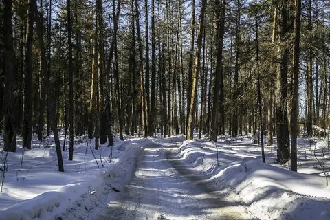 Новосибирский лес