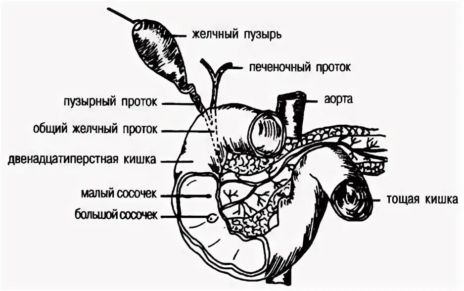 Орган имеет протоки открывающиеся в двенадцатиперстную кишку. Селезенка рисунок. Общий желчный проток. Малый сосочек двенадцатиперстной кишки. Общий желчный проток открывается.