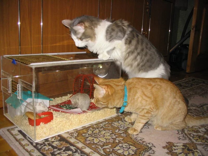 Можно ли заводить. Кошка и хомяк. Кошка в квартире. Коты едят хомяков. Хомяк в клетки и коты.