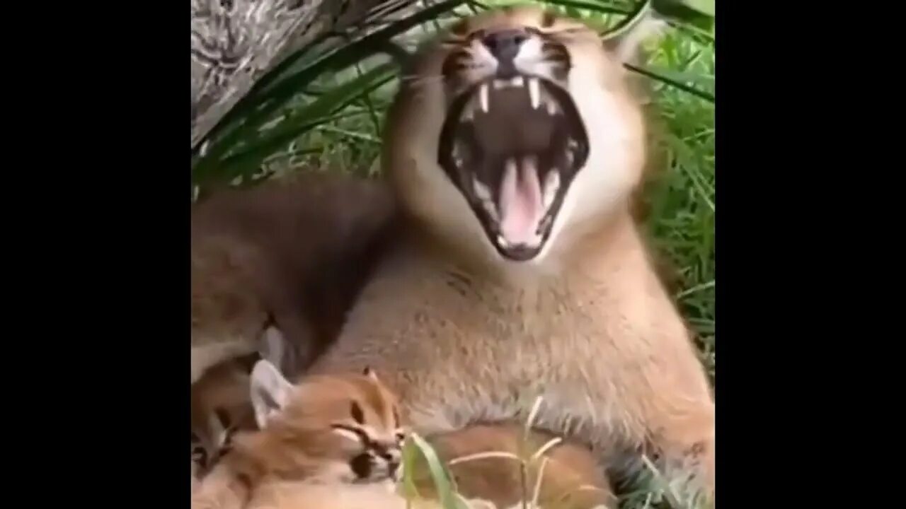 Шлёпа эдит. Шлёпа. Шлепки ремнем. Кот лопает. Шлепа кот.