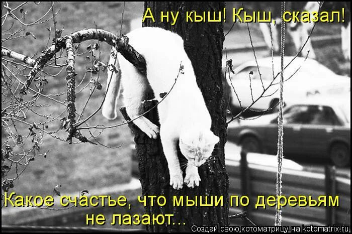 анекдот про кыш сказать не могу. анекдот про ворону с сыром. пословицы к рассказу кыш и двапортфеля. читать рассказ кыш и два портфеля. даже кыш сказать.