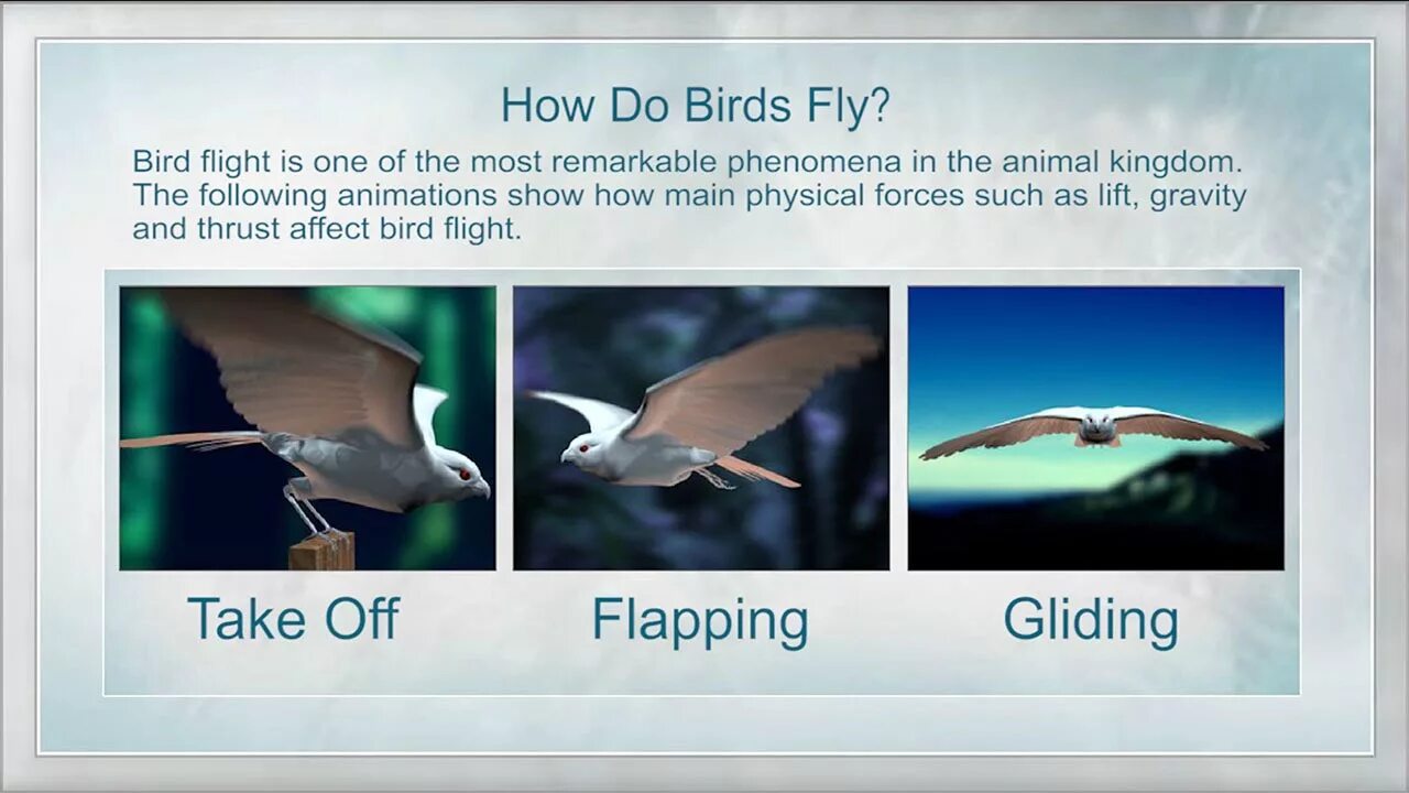 How Birds Fly. Как переводится Bird. Las Aves группа. Полет птицы функция.