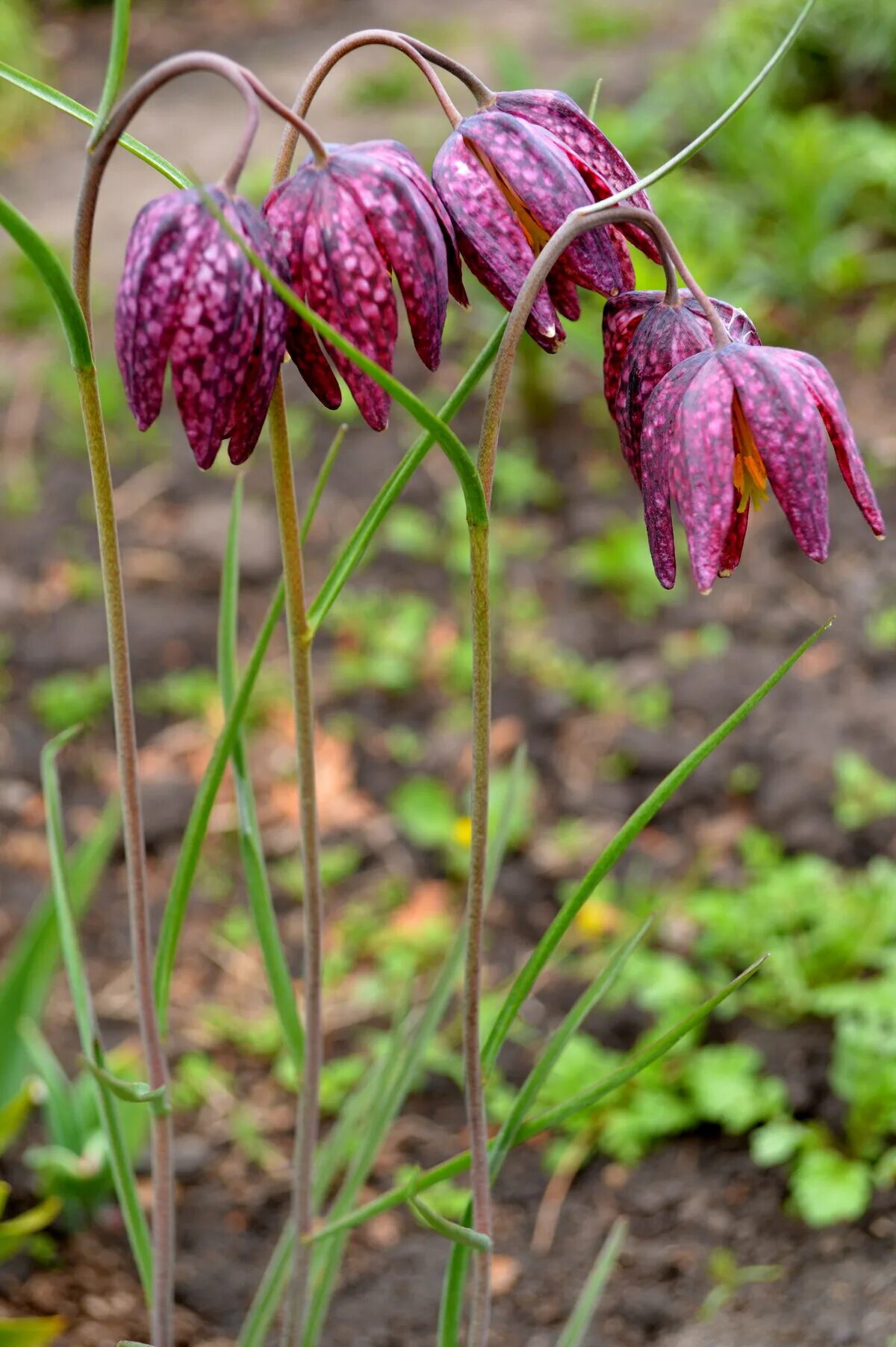 Рябчик шахматовидный (малый). Рябчик. Рябчик ужовниколистный. Рябчик шахматный fritillaria meleagris. Рябчик шахматный fritillaria meleagris.