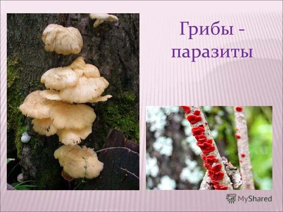 Сообщение на тему грибы паразиты. Паразитические грибы. Грибы паразиты названия.