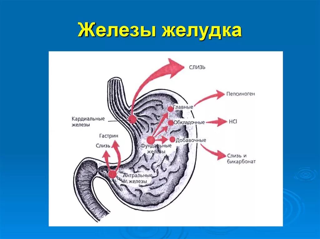 Какие железы расположены в желудке