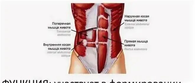 Поперечная мышца живота функции. Поперечная мышца живота упражнения. Точки крепления поперечной мышцы живота. Поперечная мышца живота функции и упражнения.