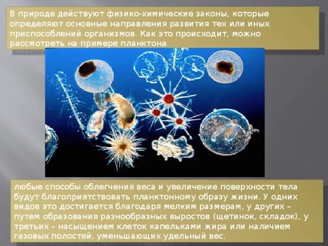 Адаптации планктона. Планктонные организмы. Планктон приспособления к водной среде. Адаптации у водных организмов планктон.