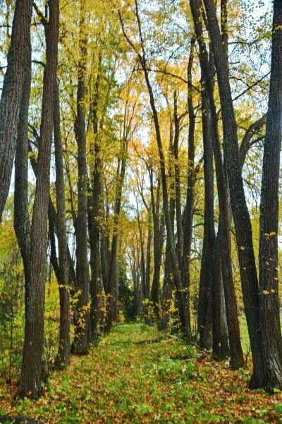 порошино ивановская область дача шаляпина. плес дача шаляпина в с. дача шаляпина в ивановской области. порошино 2. дача шаляпина в плесе.