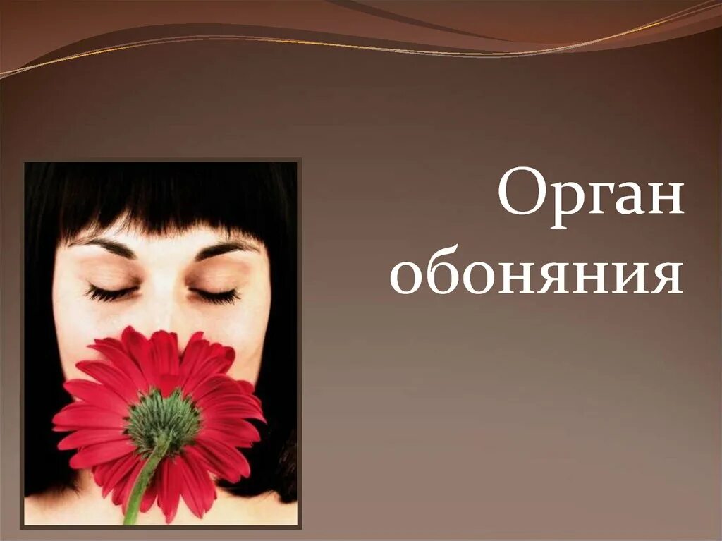 Организм обоняния. Обоняние. Нос орган обоняния. Строение органа обоняния. Орган обоняния рисунок.