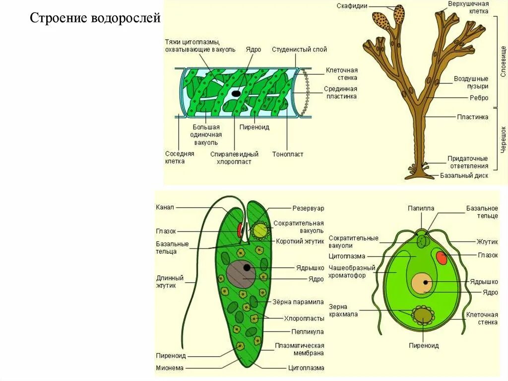 2 строение водорослей. Строение многоклеточных водорослей. Одноклеточные бурые водоросли строение. Многоклеточные водоросли схема. Особенности строения клеток водорослей.