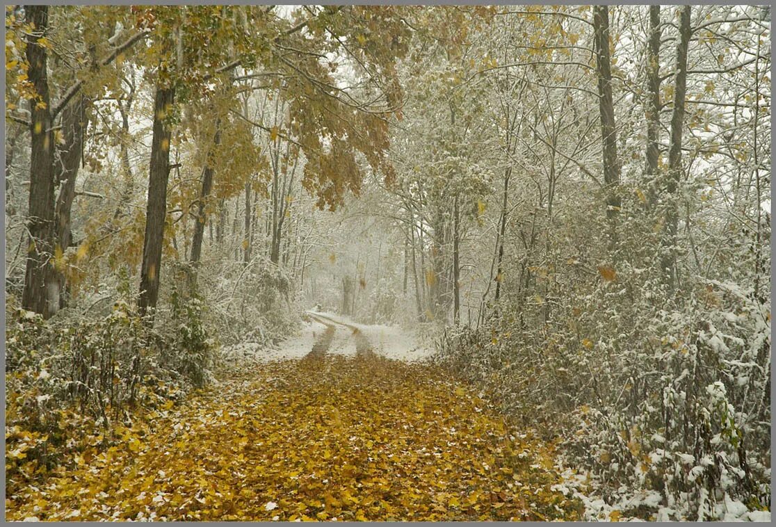 снег осенью. поздняя осень. первый снег ложится. первый снег. поздняя осень дождь.