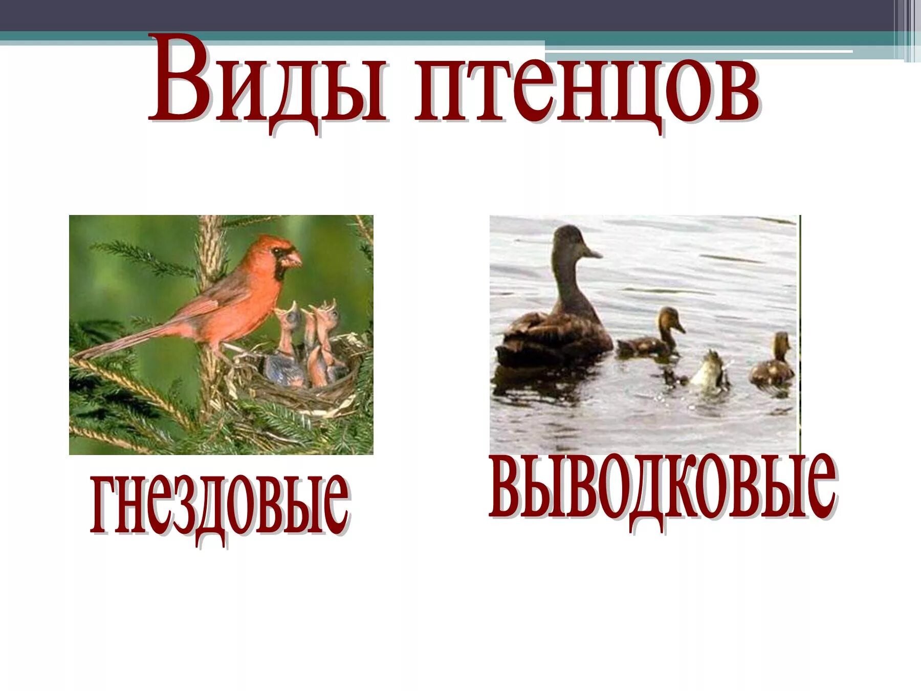 Типы птенцов выводковые и птенцовые. Выводковые птенцы. Выводковые и гнездовые птицы. Птенцы выводковые и гнездовые.