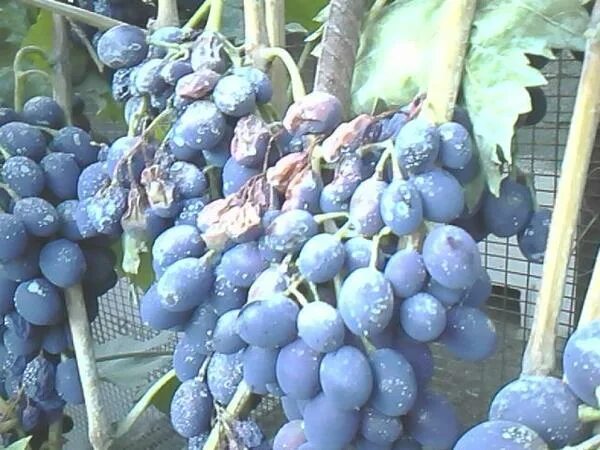 Виноград начал. Виноград орда. усыхание кистей винограда. кисти винограда возрождение фото. кисти винограда из азии фото.