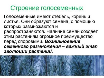 Ткани голосеменных растений