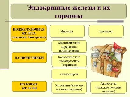 Все железы смешанной секреции