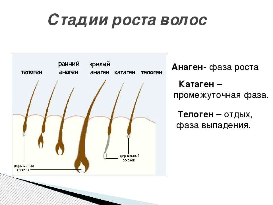 Растут корни волос. Анаген - фаза роста, катаген - фаза, телоген -. Фазы роста волос анаген. Телоген фаза роста волос. Фазы роста волос анаген катаген телоген.