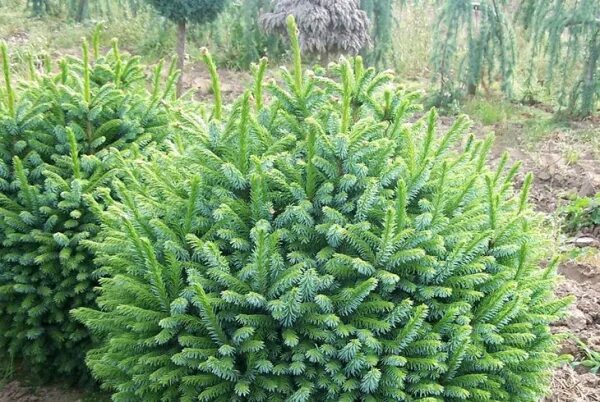 Ель колючая waldbrunn. Ель колючая picea pungens 'sonia’. Какие ели низкорослые. Ель обыкновенная echiniformis. Ель голубая глобоза.