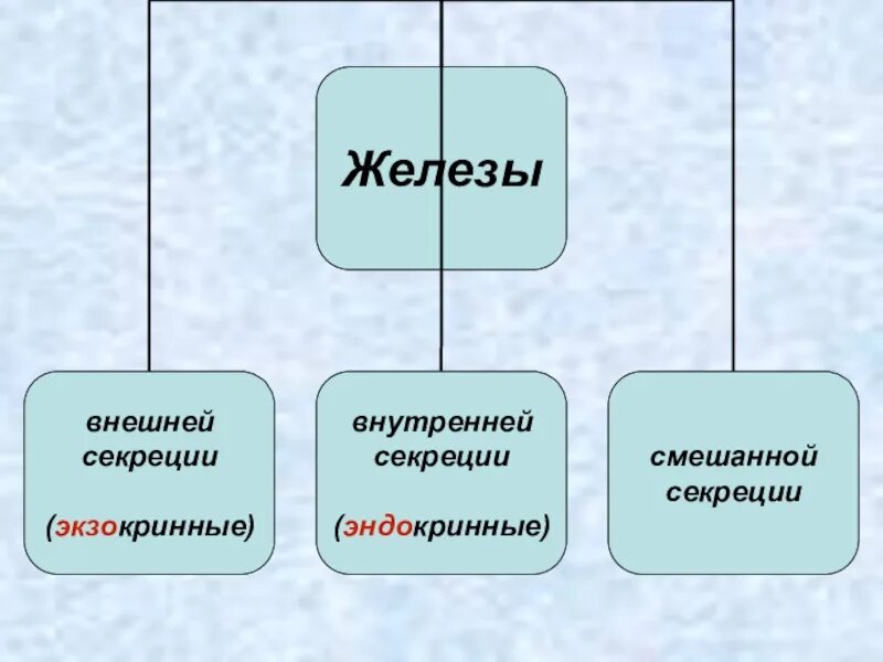 Железы внутренней секреции 8 класс биология. Железы внешней и внутренней секреции 8 класс биология. Железы внутренней секреции характеристика. Временные железы внутренней секреции.