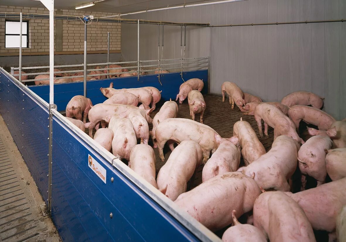 Предубойный цех свиней. Станок для супоросных свиноматок. Откормочная кондиция свиней. Промышленная свиноводческая ферма. Откормленная свинья