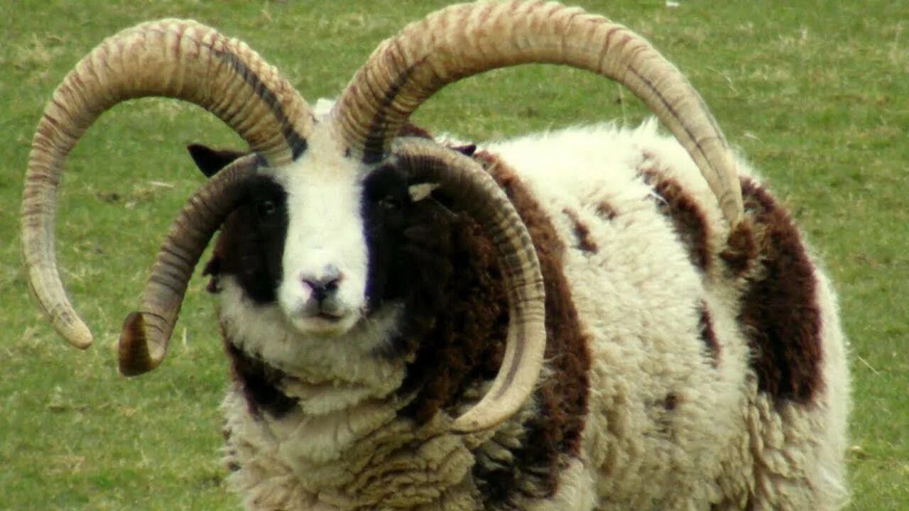 Баран карабей. Порода овец Джакоб. Овца Святого Якова. Овцы породы Святого Якова.
