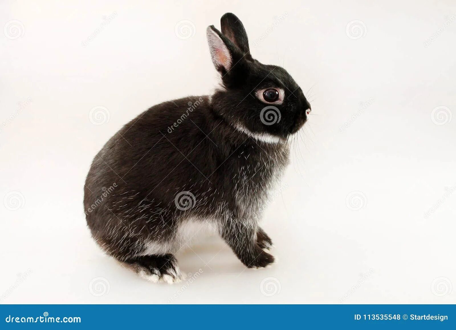 Черный кролик на английском. Маленький черный кролик. Черно белый маленький кролик. Маленькие Карликовые кролики на белом фоне.