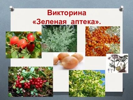 Картинки зеленая аптека