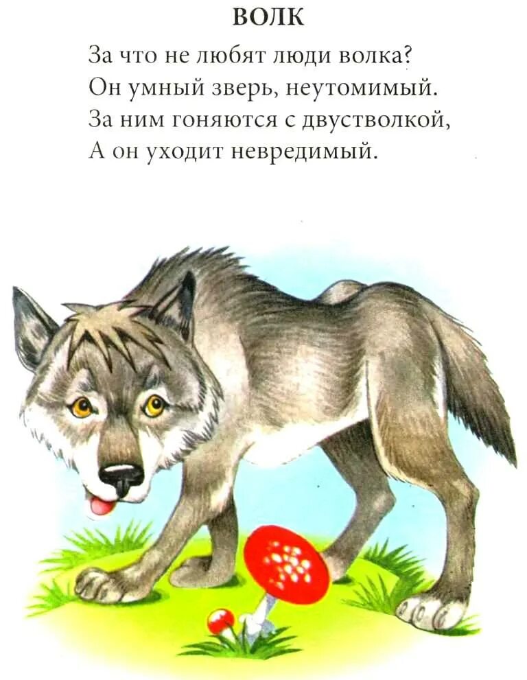 Волк детям о животных. Стих про волка для детей. Детские стихи про Волков. Стихи про Волков для детей. Стихотворение про животных.