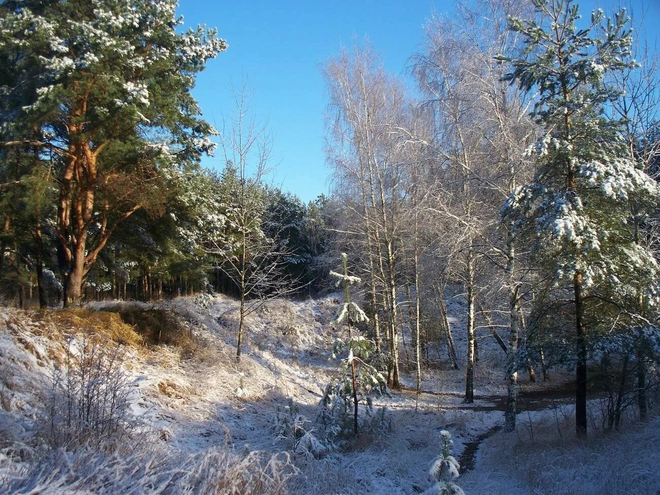 кэрсивин ирландия лес. село сосновый овраг. чарокайский лес самарская лука. с сосновый овраг. хвойный бор еловый эстетика.