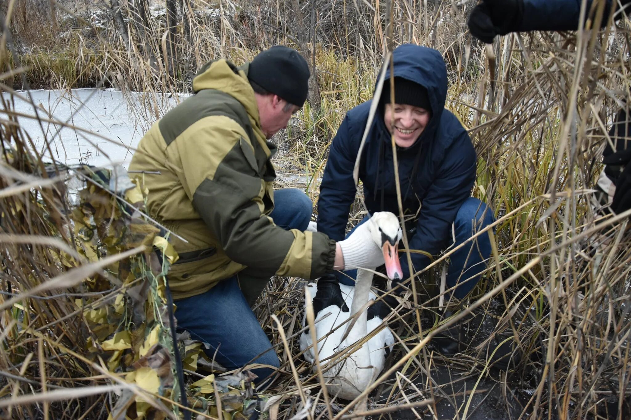лебеде новости