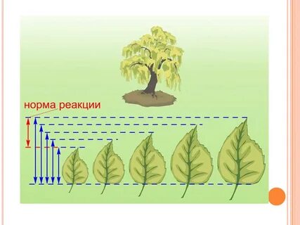 Определяется пределами нормы реакции генотипа