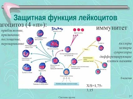 Лейкоциты обеспечивают иммунитет