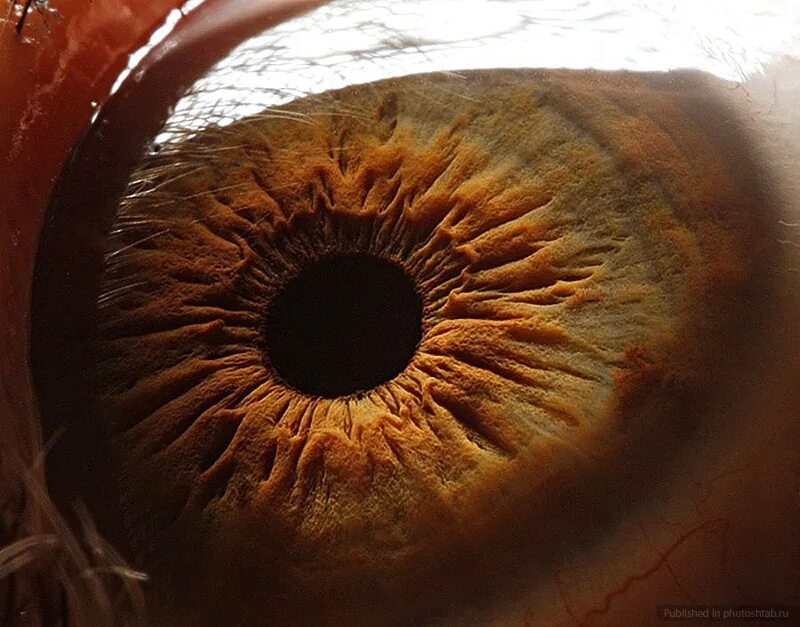 Глаза громадные как. Сурен Манвелян глаза. Радужка глаза анатомия. Человеческий глаз в разрезе. Макросъемка глаза человека.