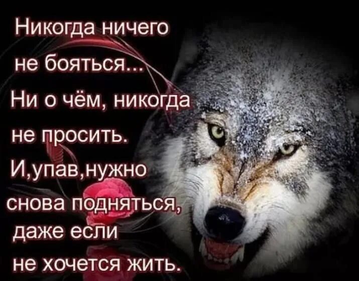 Не надо бояться жить. Цитаты про Волков и людей. Высказывания о волках. Статусы про Волков. Цитаты Волков.