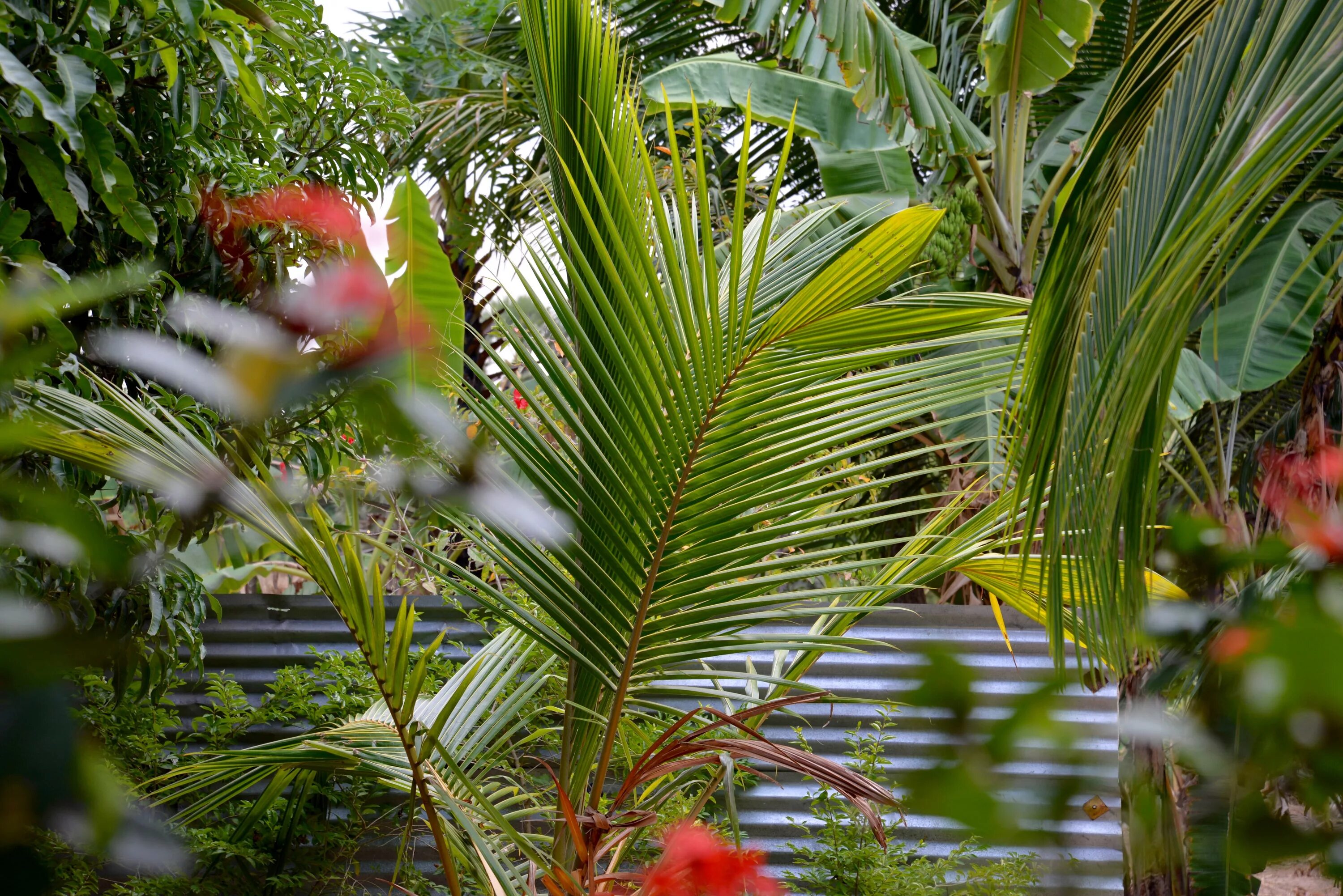 Тропические растения Таиланда. Влаголюбивые тропические растения. Тройдекс тропические. Тропический Ботани цветок.