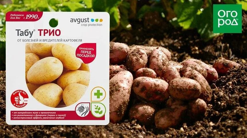 Трио инструкция по применению. Препоратпровлочникатабутрио. Трио для картофеля. Средство от болезней и вредителей картофеля "табу трио". Средства от колорадского жука при посадке картофеля