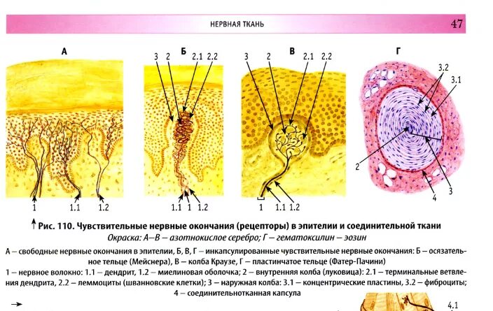 Тельца фатера Пачини гистология строение. Пластинчатое тельце фатера-Пачини гистология. Нервная ткань нервные окончания гистология. Свободные нервные окончания в эпителии кожи препарат. Тельца фатера