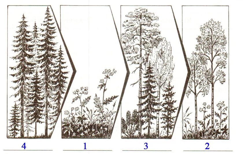 Растительное сообщество рисунок. Ярусность тайги растения. Ярусность Березняка. Ярусность березовой Рощи.